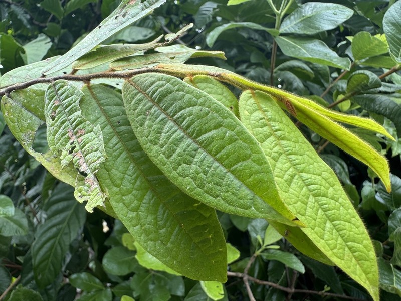 Polyalthia hispida photo 5