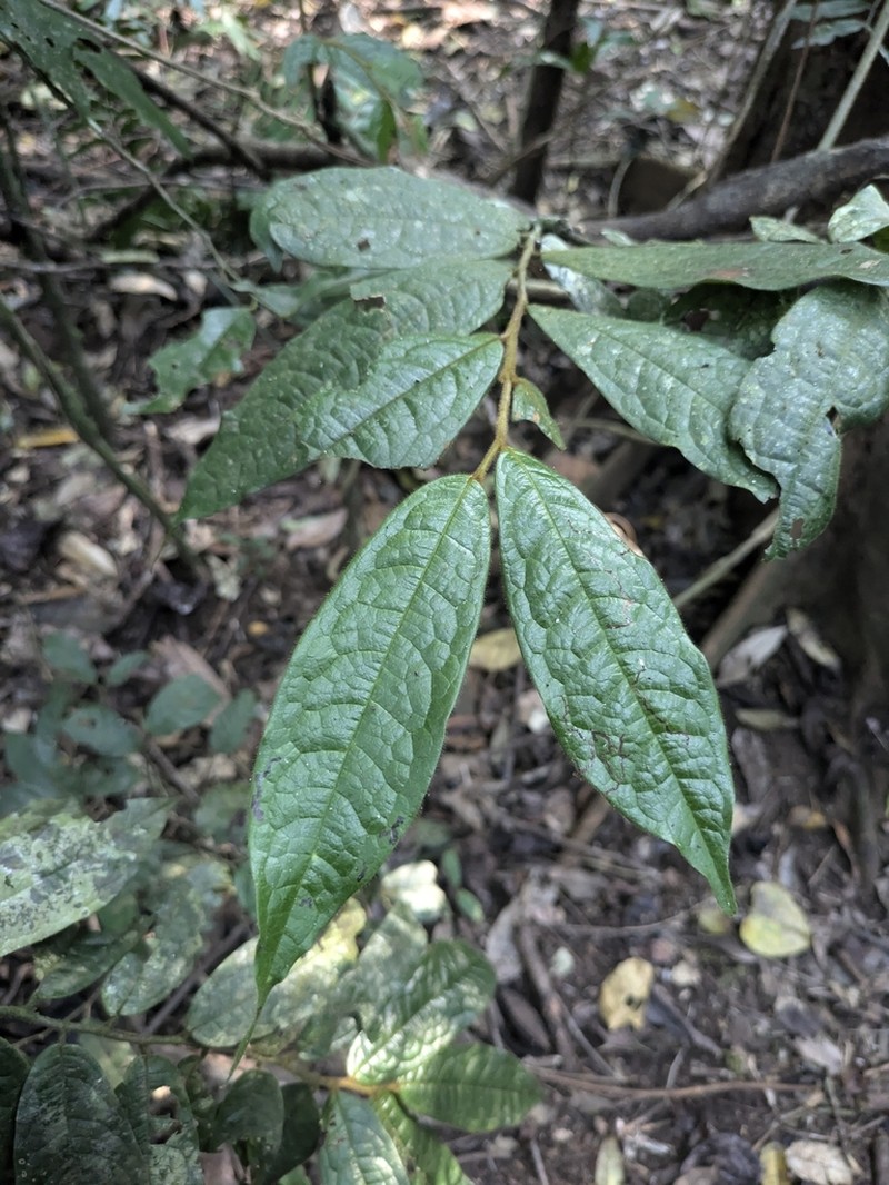 Polyalthia hispida photo 7