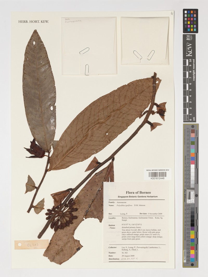 Polyalthia igniflora
