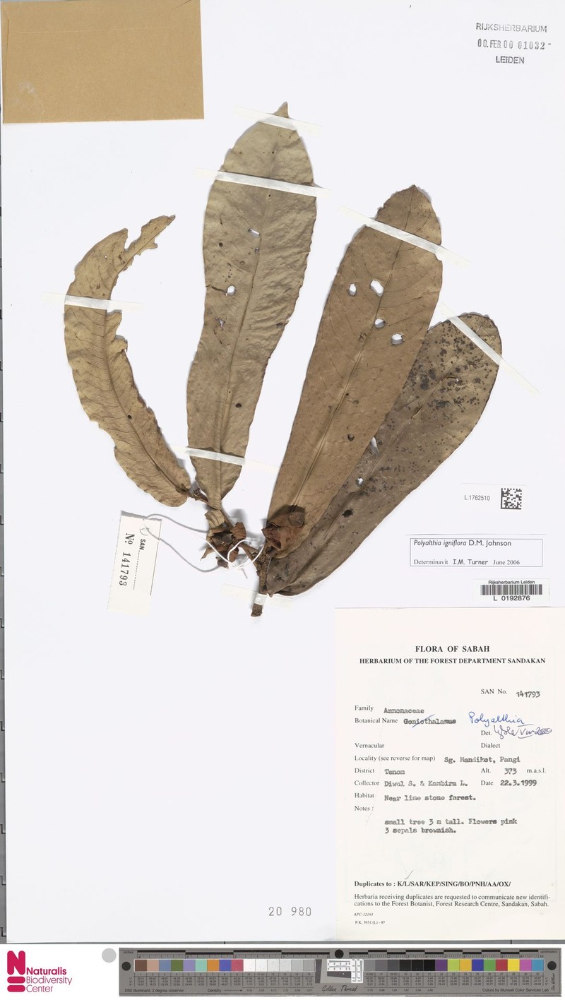Polyalthia igniflora photo 2