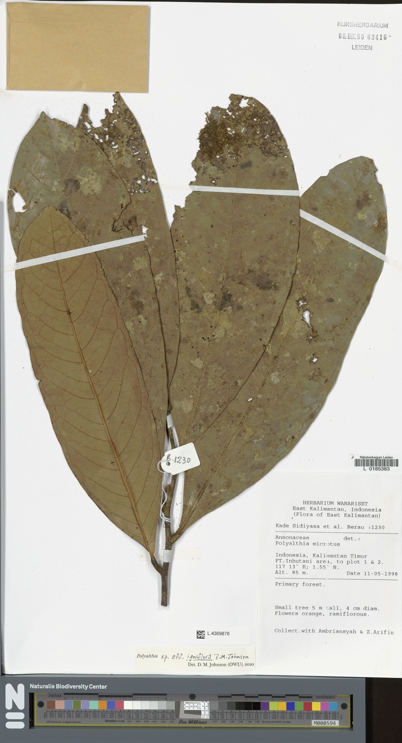 Polyalthia igniflora photo 3