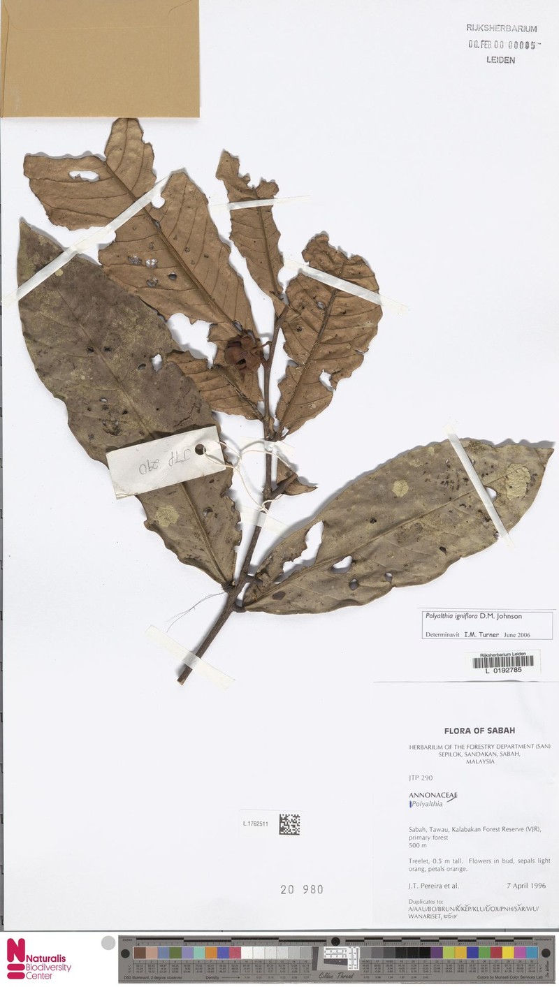 Polyalthia igniflora photo 4