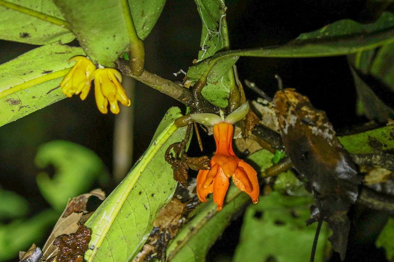 Polyalthia insignis