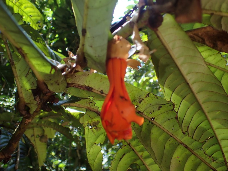 Polyalthia insignis photo 2