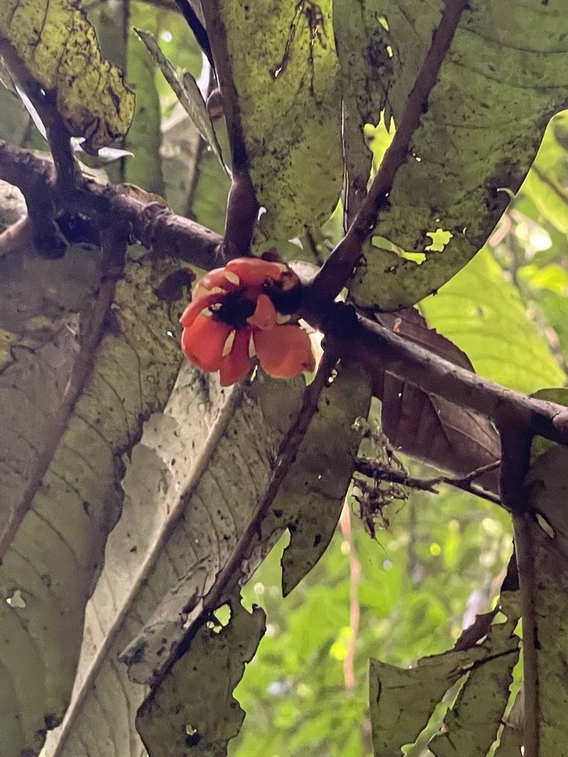 Polyalthia insignis photo 3