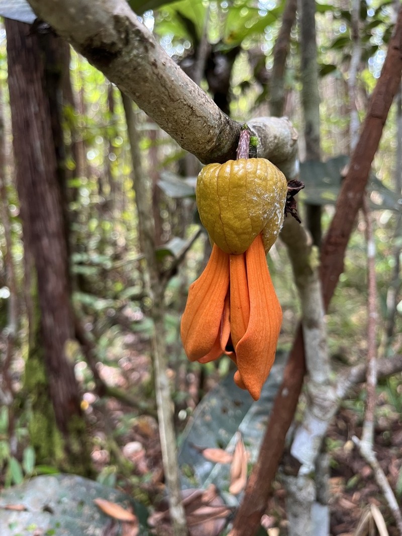 Polyalthia insignis photo 5