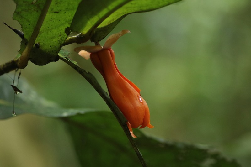 Polyalthia insignis photo 6