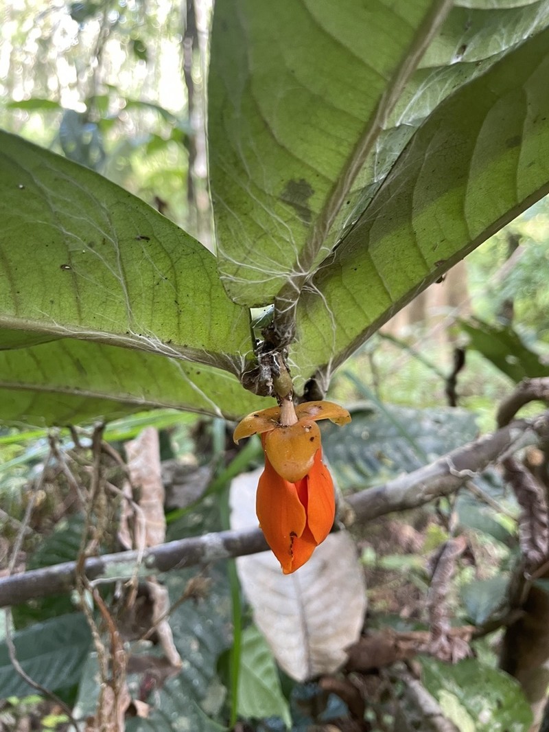 Polyalthia insignis photo 7