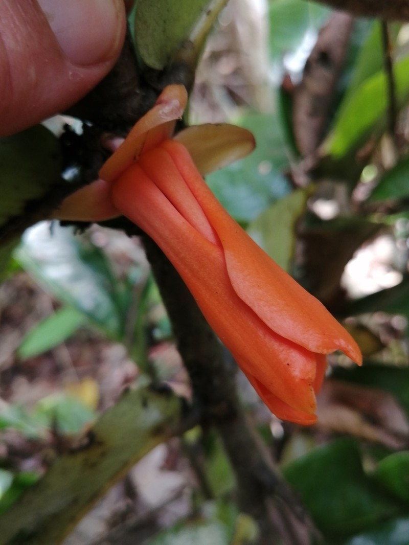 Polyalthia insignis photo 8
