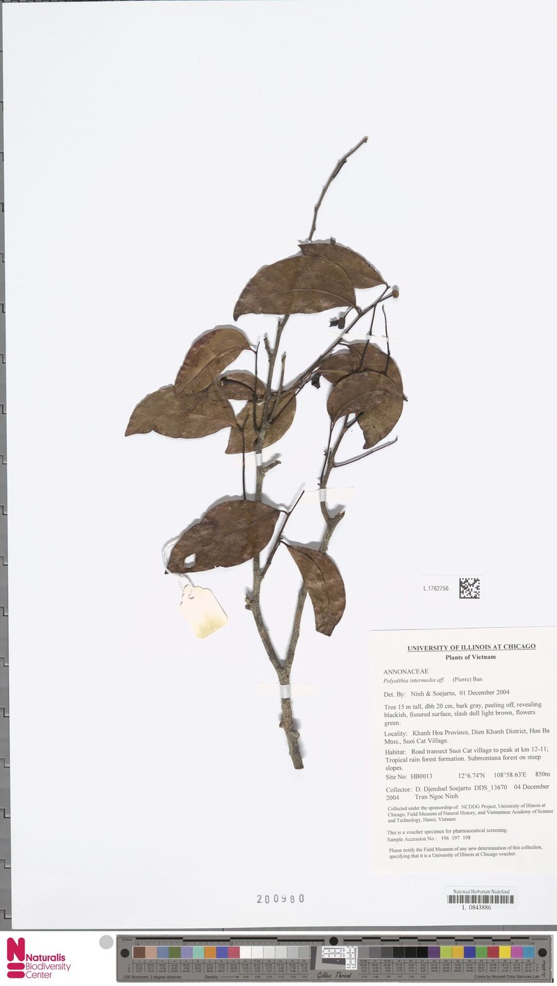 Polyalthia intermedia