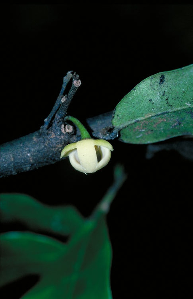 Polyalthia johnsonii