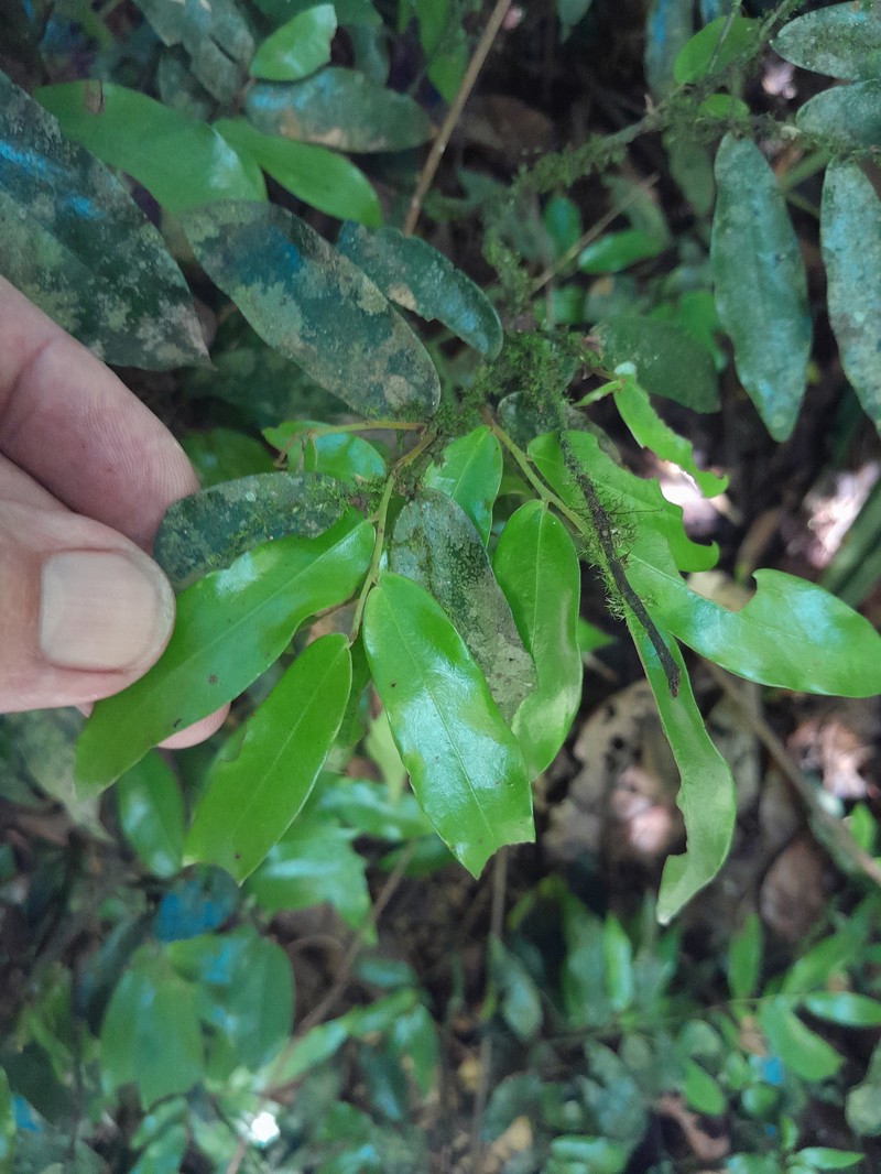 Polyalthia johnsonii photo 2