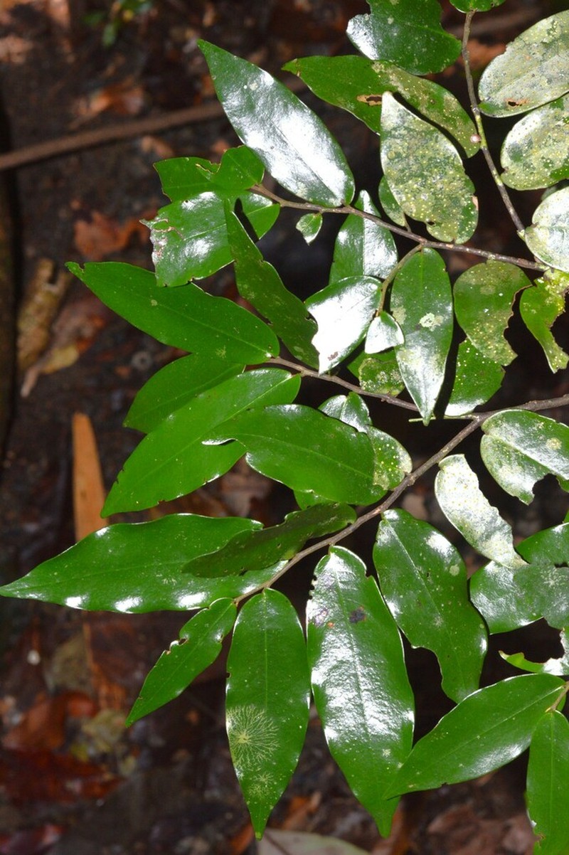 Polyalthia johnsonii photo 3