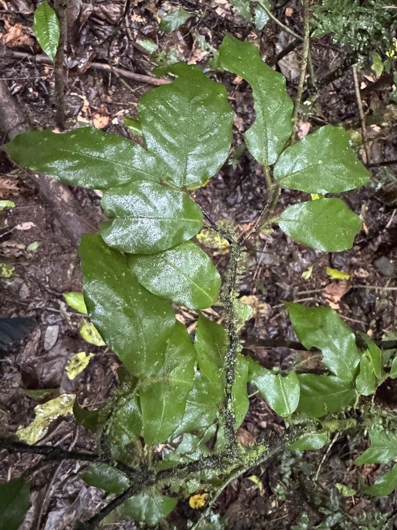 Polyalthia johnsonii photo 6