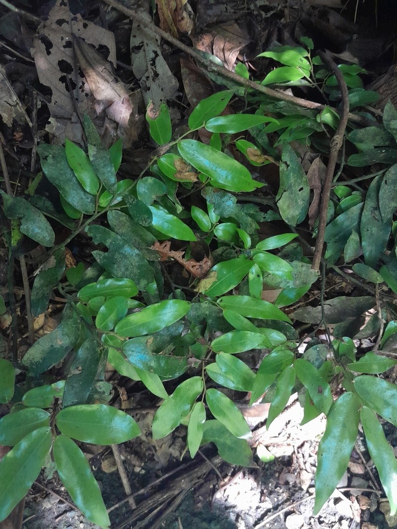 Polyalthia johnsonii photo 7