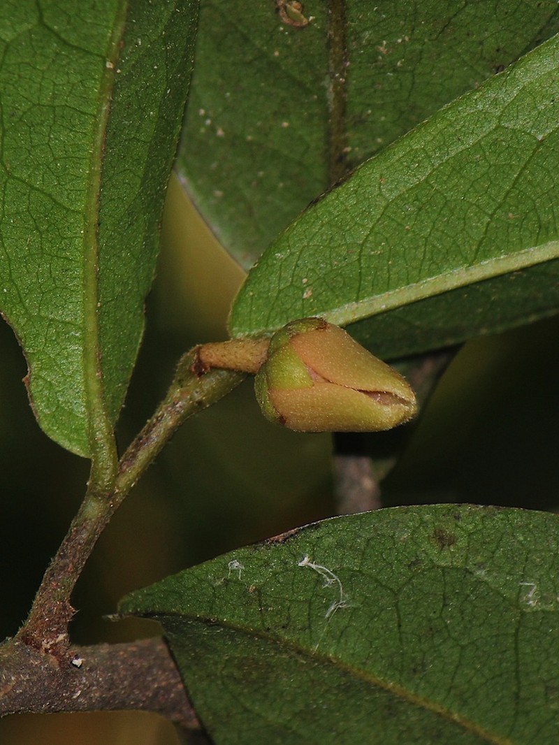 Polyalthia khaoyaiensis