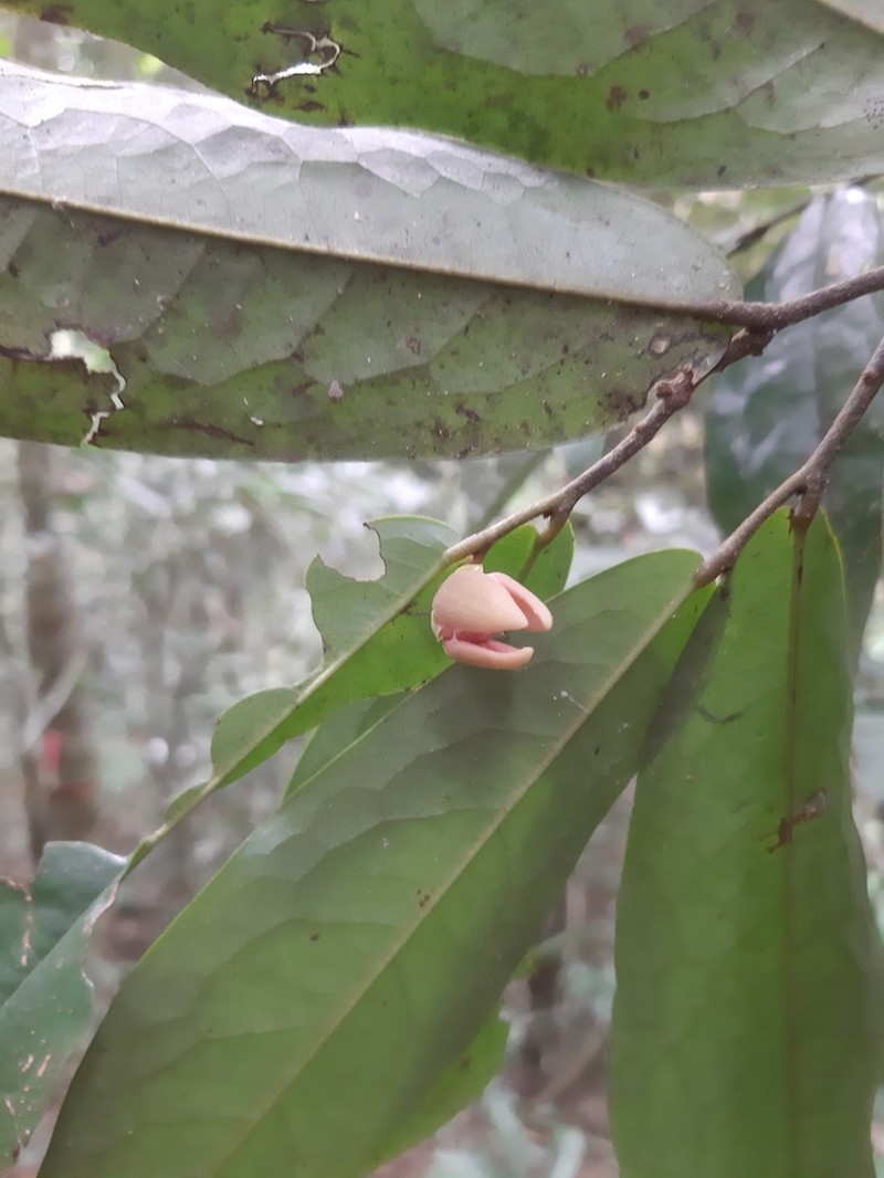 Polyalthia khaoyaiensis photo 2