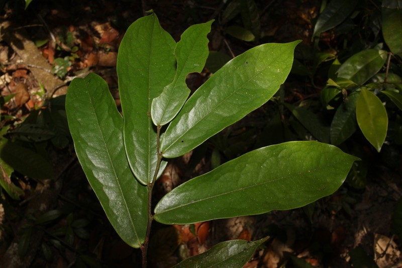 Polyalthia khaoyaiensis photo 3