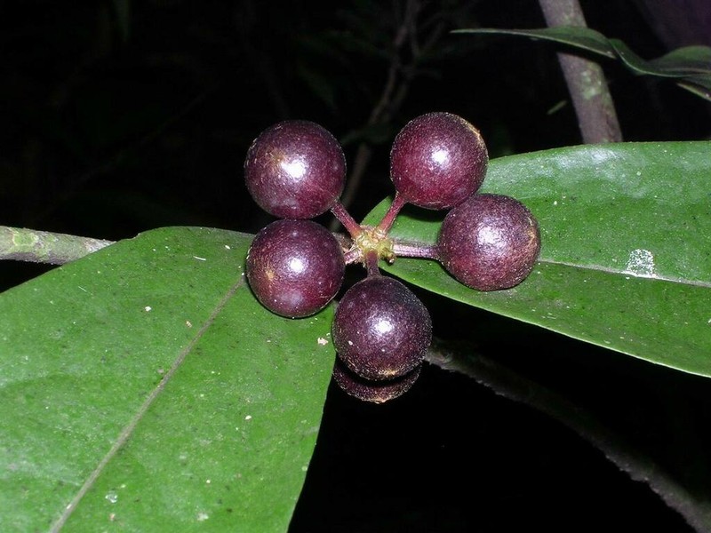 Polyalthia khaoyaiensis photo 4