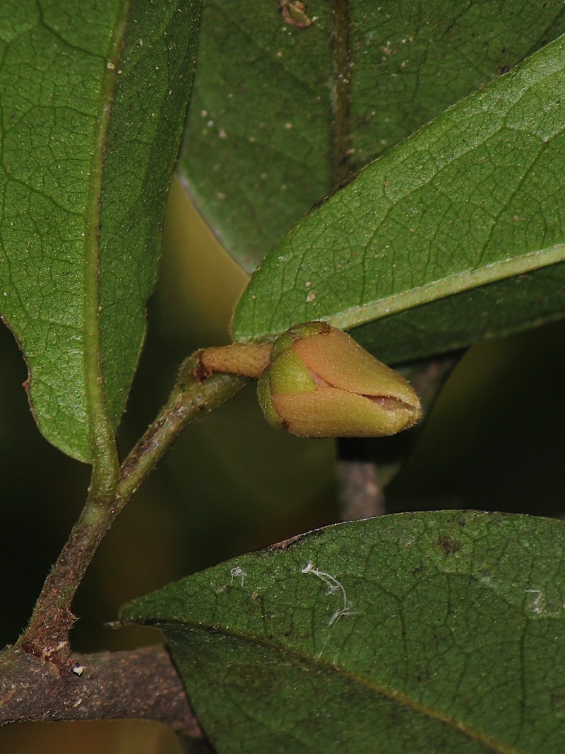 Polyalthia khaoyaiensis photo 5