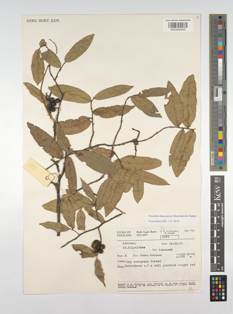 Polyalthia khaoyaiensis photo 6