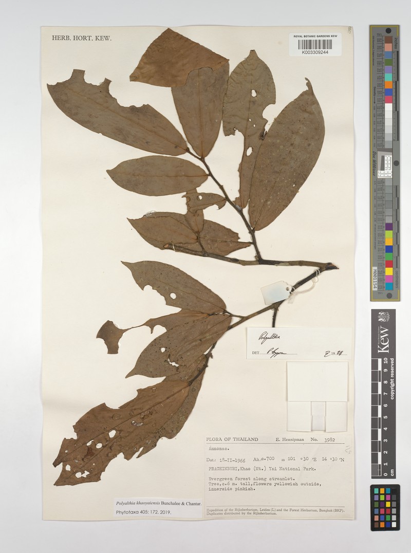 Polyalthia khaoyaiensis photo 7