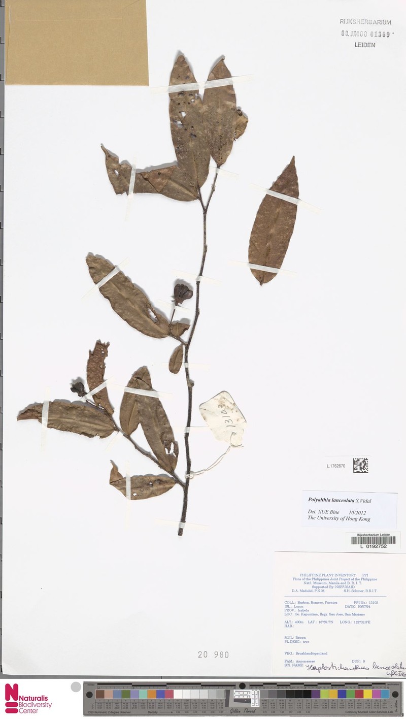 Polyalthia lanceolata