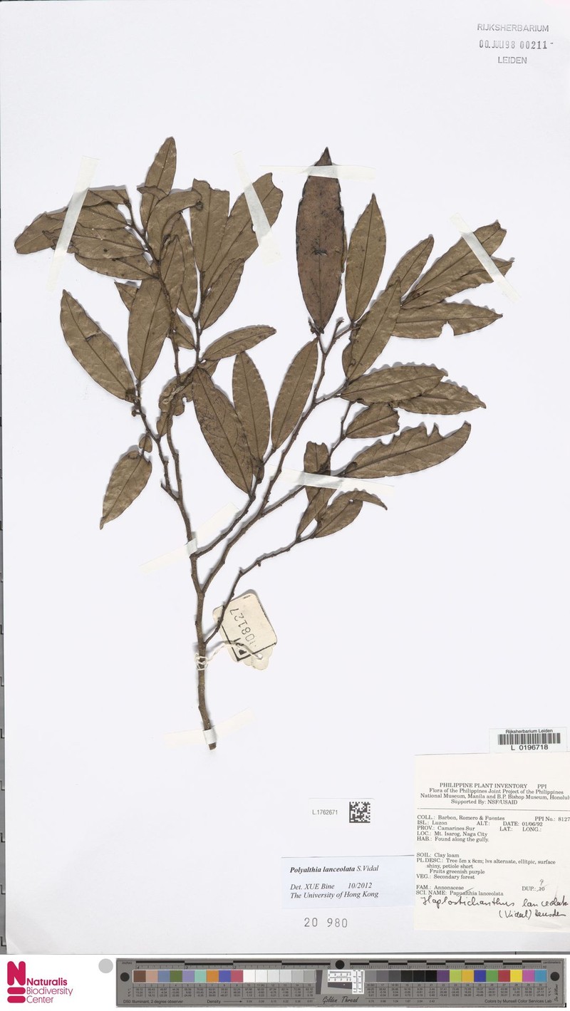 Polyalthia lanceolata photo 2