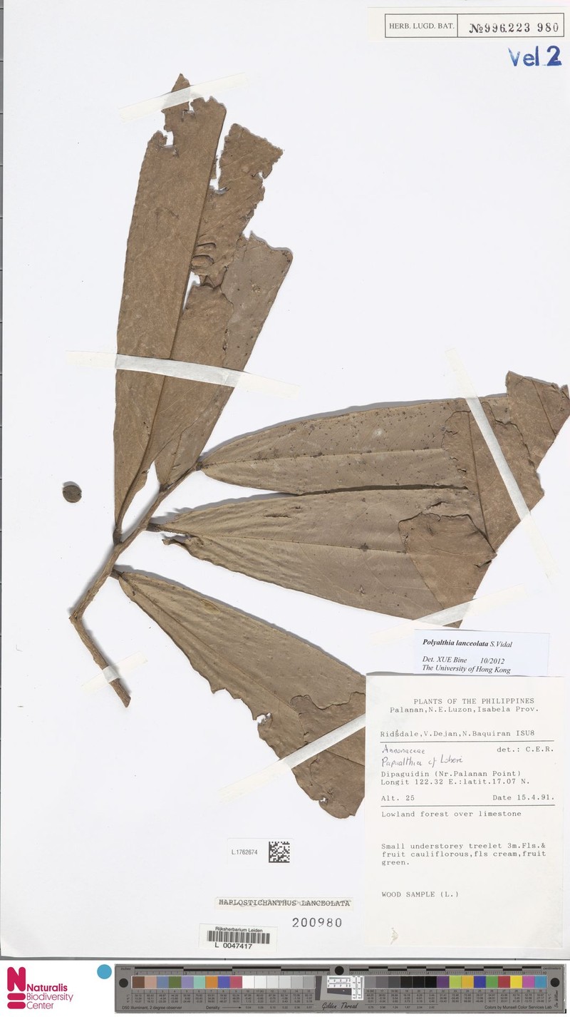 Polyalthia lanceolata photo 3