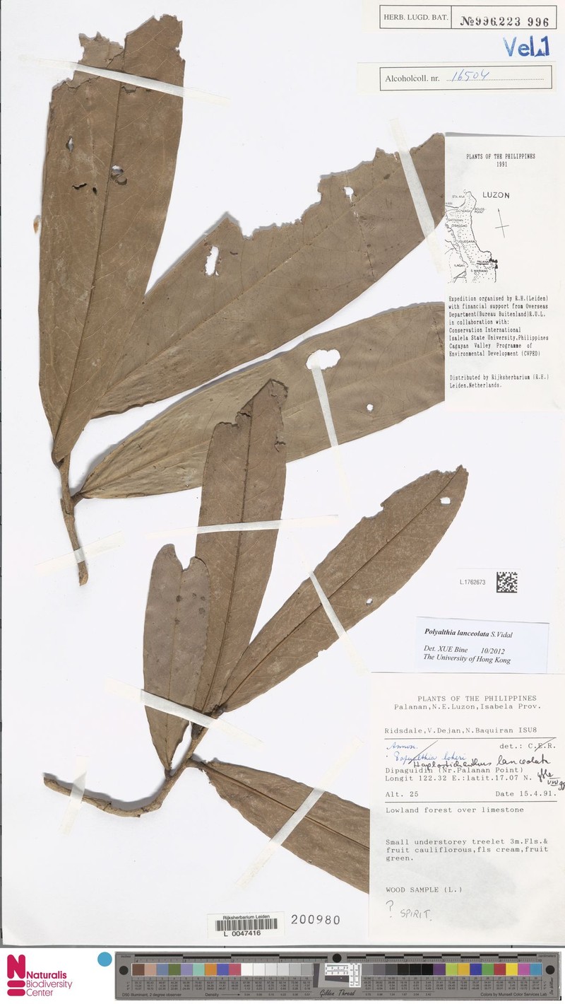Polyalthia lanceolata photo 4