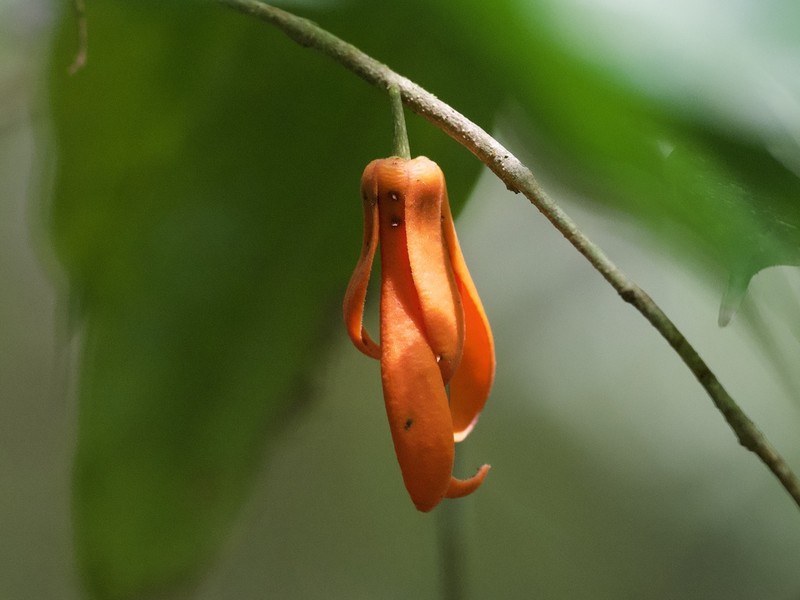 Polyalthia lateritia