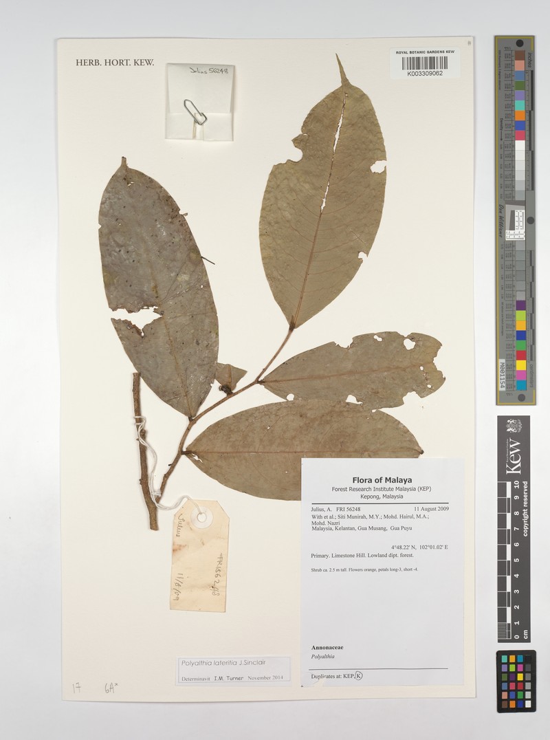 Polyalthia lateritia photo 2