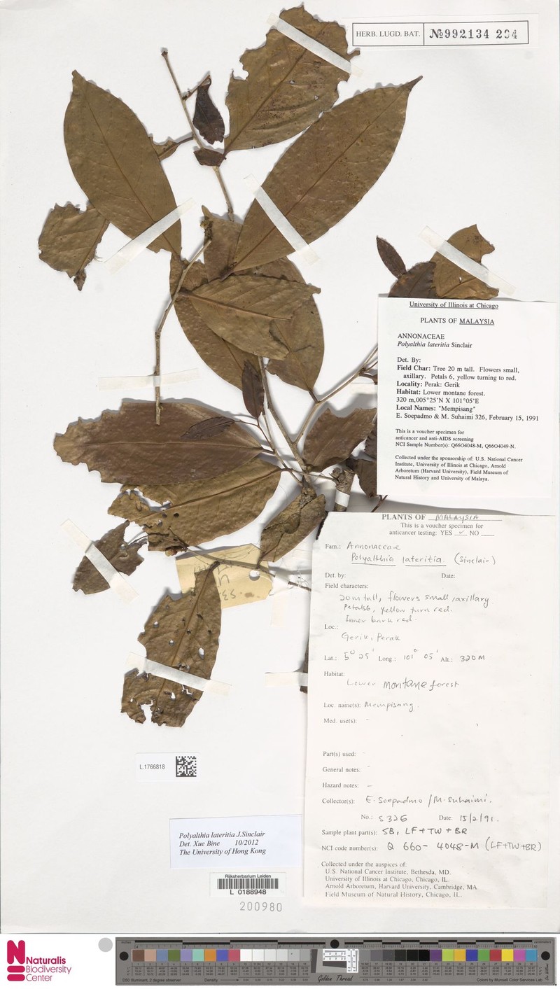 Polyalthia lateritia photo 3