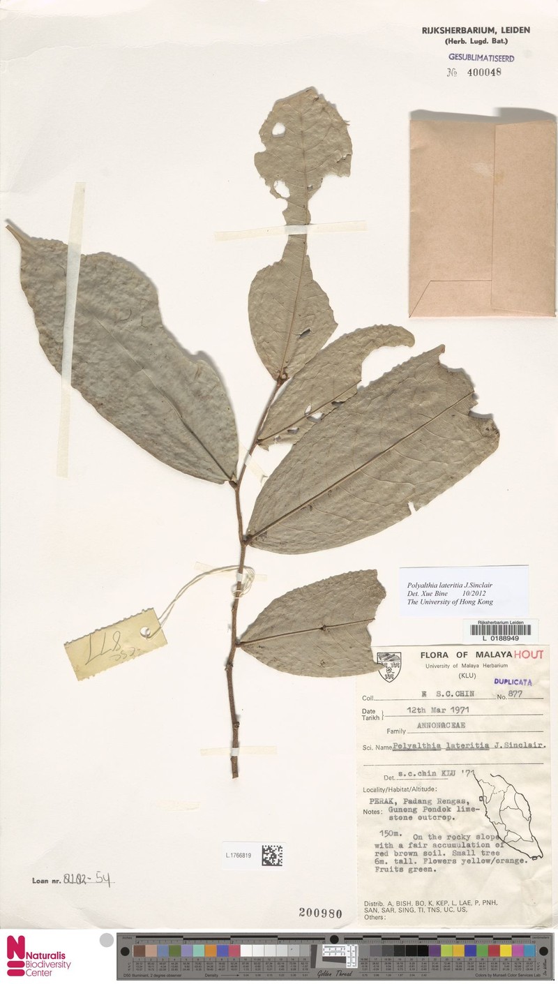 Polyalthia lateritia photo 4