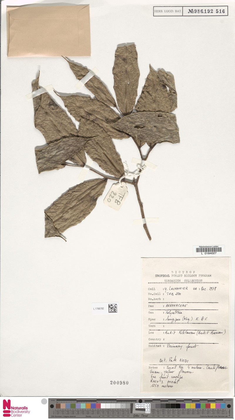 Polyalthia longipes