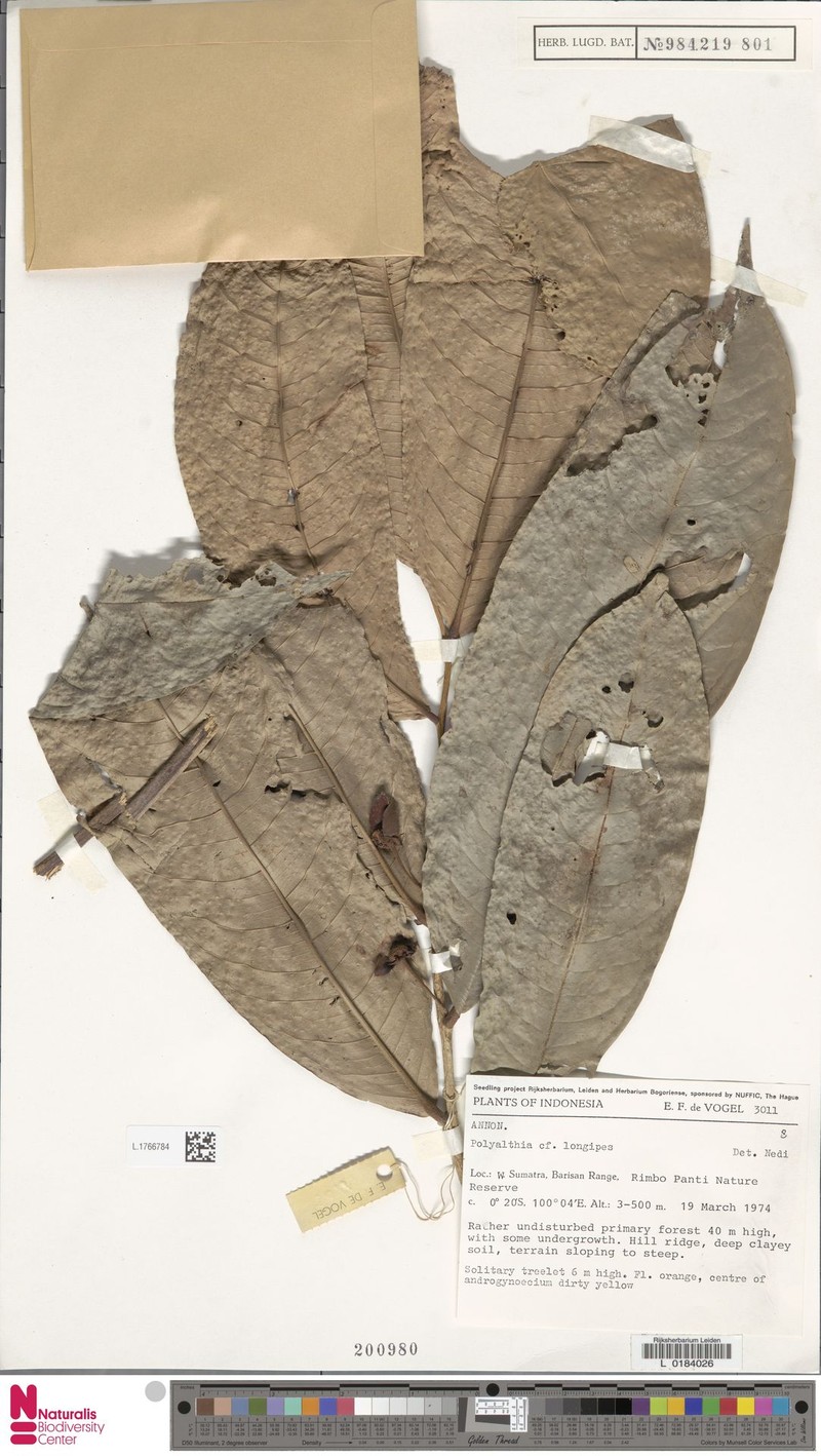 Polyalthia longipes photo 2