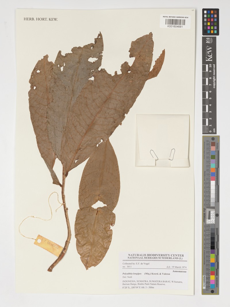 Polyalthia longipes photo 3