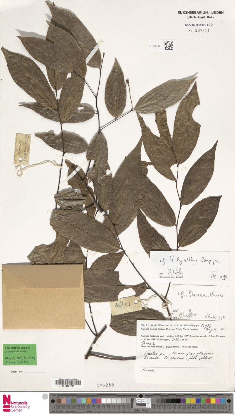Polyalthia longipes photo 4