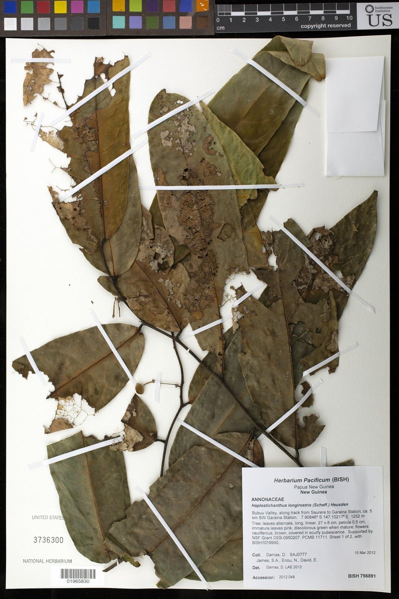 Polyalthia longirostris photo 2