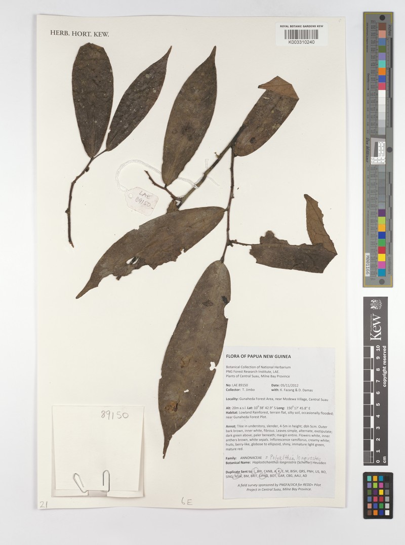 Polyalthia longirostris photo 3