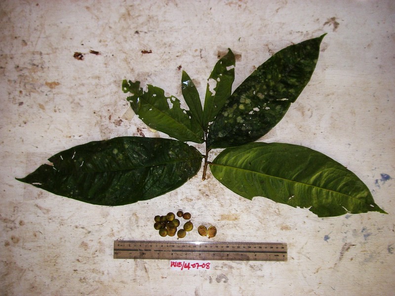 Polyalthia longirostris photo 4