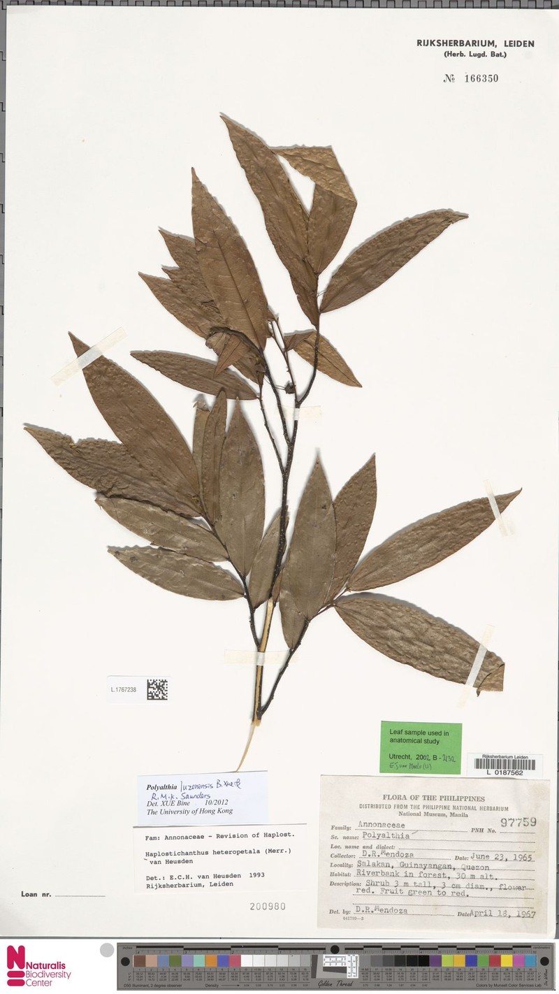 Polyalthia luzonensis