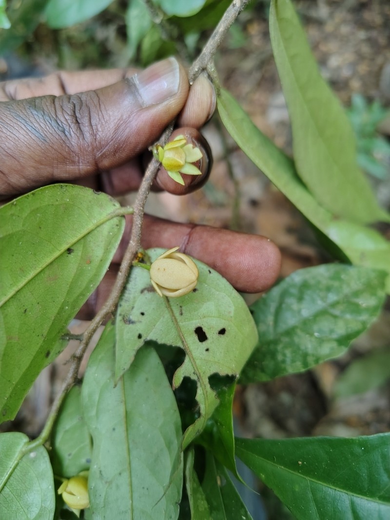 Polyalthia malabarica