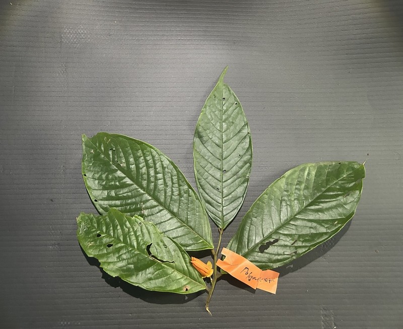 Polyalthia microtus photo 3