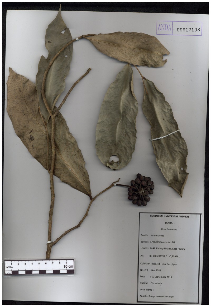 Polyalthia microtus photo 7