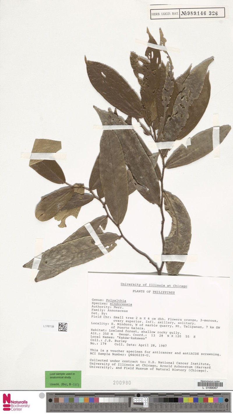 Polyalthia mindorensis