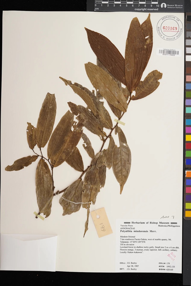 Polyalthia mindorensis photo 2