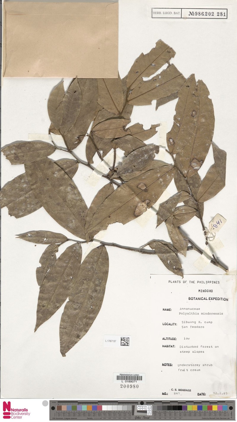 Polyalthia mindorensis photo 3