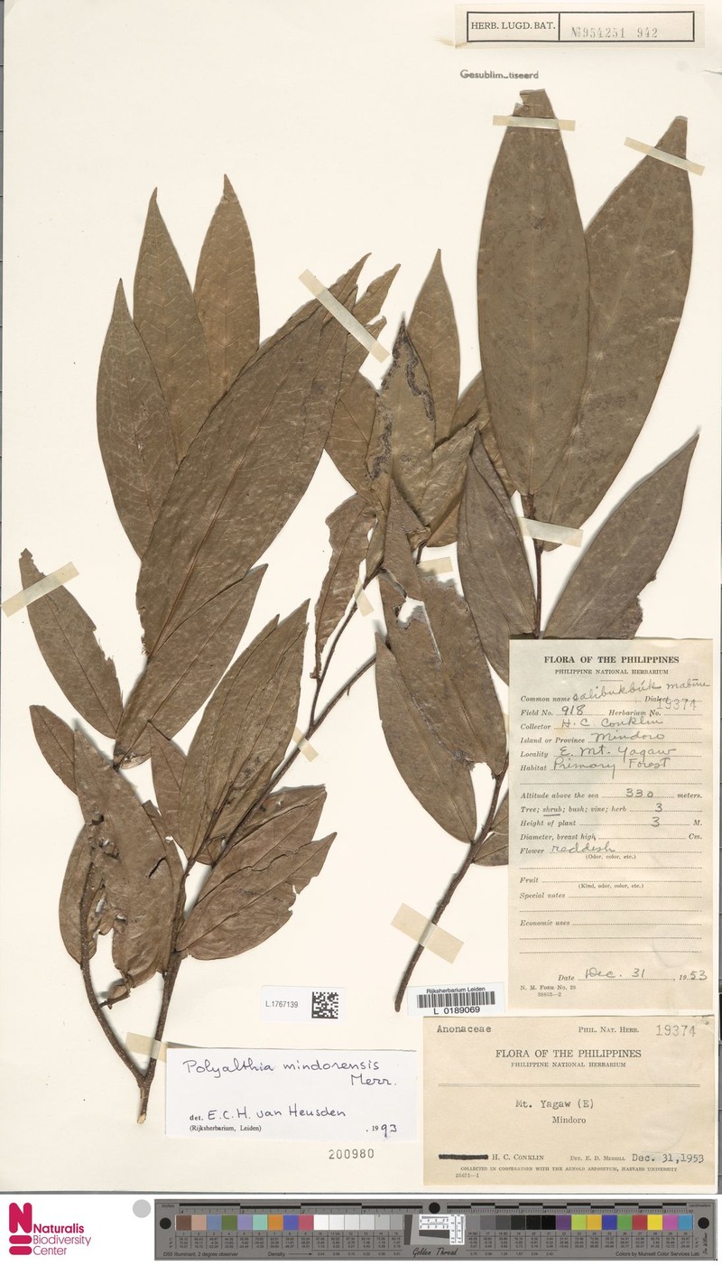 Polyalthia mindorensis photo 4