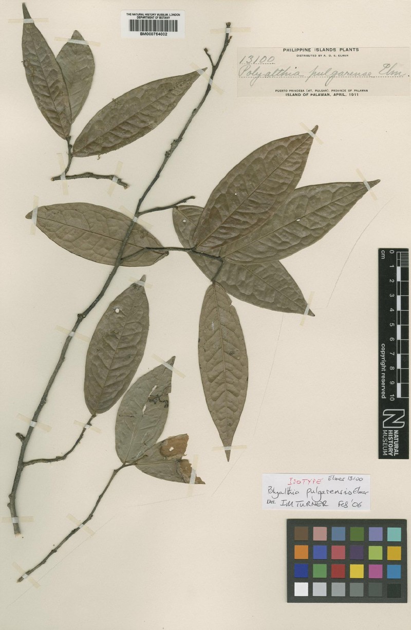 Polyalthia minutiflora photo 2